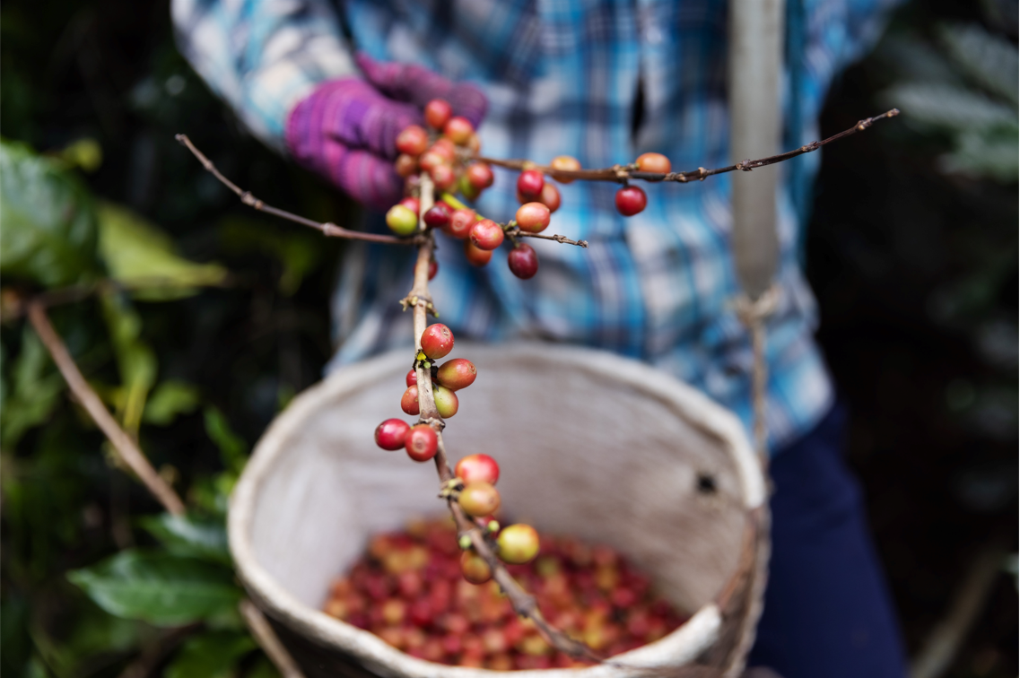 Why Your Next Coffee Should Be Organic