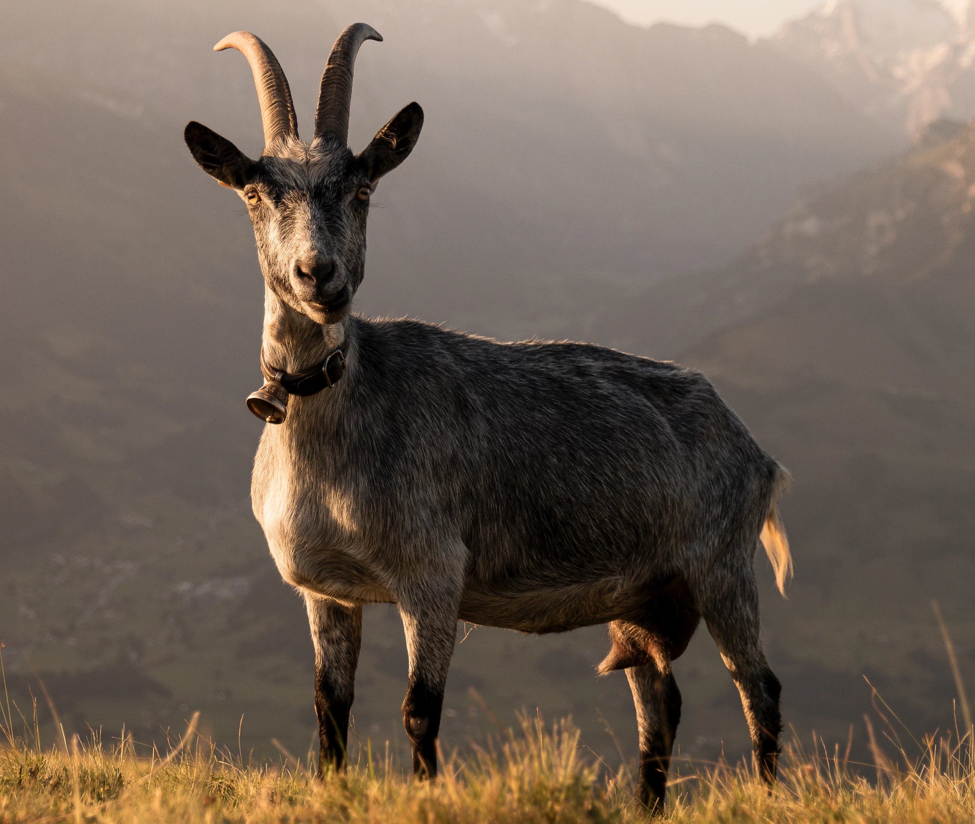 Why You Should Thank Goats, Smugglers and the Pope for your Morning Coffee
